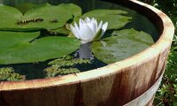Barril macetero en madera de roble natural, posible también como mini estanque:  Con orificios de drenaje,con aceite,Con ruedas,con asas
